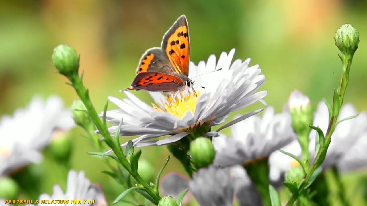 Beautiful Flowers ~ Planet Earth Amazing Nature & The Best Relax Music •