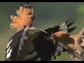 وكأين من دابة لا تحمل رزقها عبد الباسط عبد الصمد وكأين من دابة لا تحمل رزقها عبد الباسط عبد الصمد