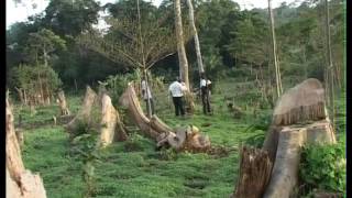 Uganda's Forests