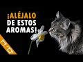 15 OLORES Que Los Gatos ODIAN Y NO SOPORTAN | ¿Qué Aromas Y Olores NO Les Gustan A Los Gatos?