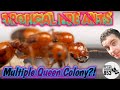 Tropical Fire Ants Nest with Multiple Queens?! Is it possible? | Ant Keeping Season 2020 Week 5