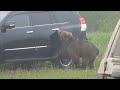 Brown Bear Tries to Open Toyota SUV Door While Standing on Hind Legs