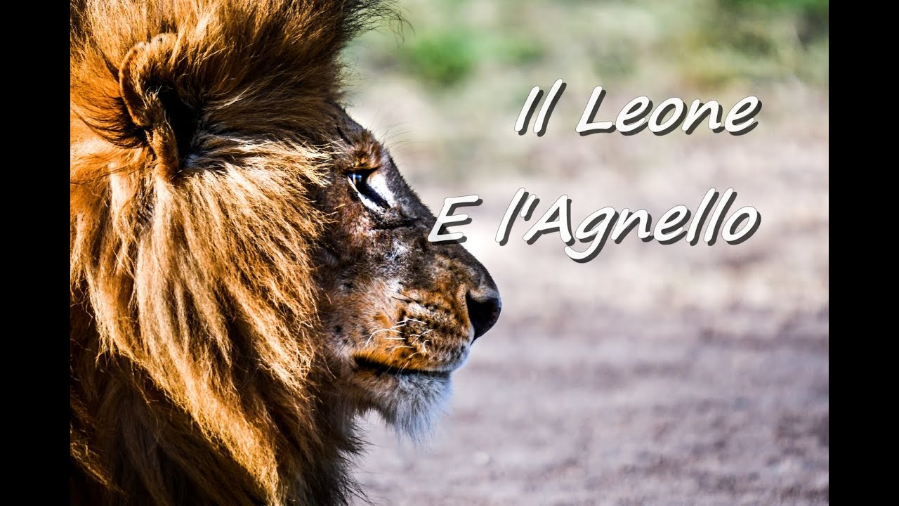 Il Leone E Il Lupo Al Cinema