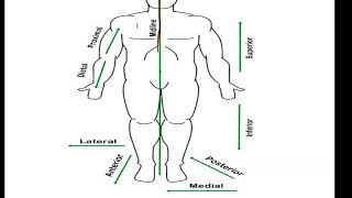 Terms of Directions (Medial, Proximal, Distal, superior, inferior etc)