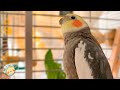 【呼び鳴き】パパを呼ぶとき、ママを呼ぶとき。オカメインコこはく