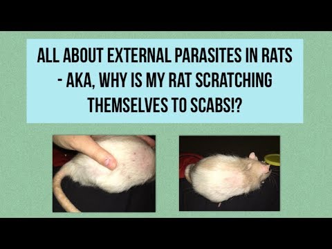 Video: Håravfall Hos Råttor