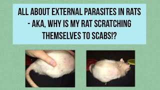 All About Parasites In Rats!