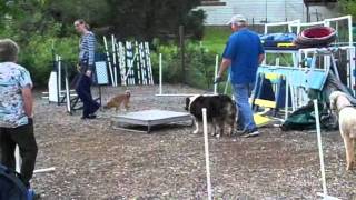Dog Agility  Week 1