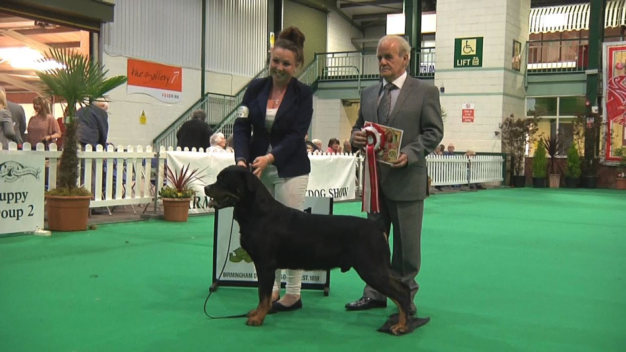 Birmingham National Dog Show 2016 Working Veteran group YouTube Birmingham National Dog Show 2016 Working Veteran group YouTube