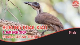 Suara burung Koak Kaok, burung Cucak Timor, masteran burung kicau 1 Jam Nonstop.