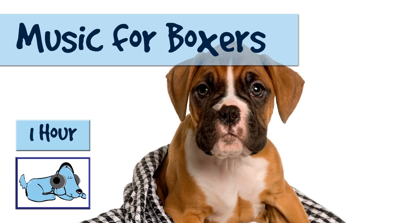 Watch How to Stop a Boxer Dog from Biting video Watch How to Stop a Boxer Dog from Biting video