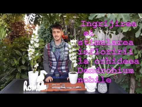 Video: Dendrobium Nobile Orhidee (50 Fotografii): Reguli De îngrijire La Domiciliu, Metode De Propagare A Orhideelor. Ce Să Faci După înflorire? Subtilități De Transplant