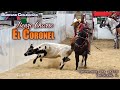 BUENAS COLEADAS - Coleadero Lienzo El Coronel - Belvidere, IL