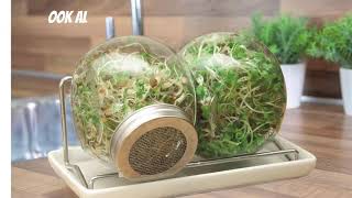 Kiem- En Spruitgroente Kweken Met Een Glazen Kweekpot