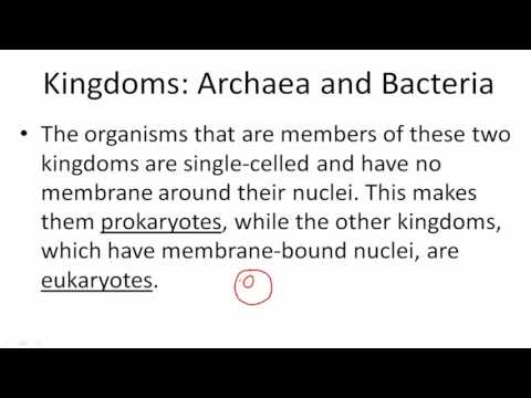 Video: Paano nauugnay ang bacteria at archaea?