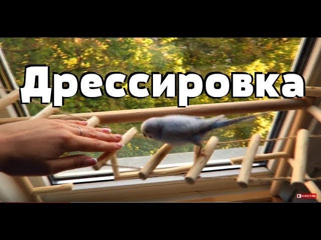 Дрессированный попугай. Дрессировка!