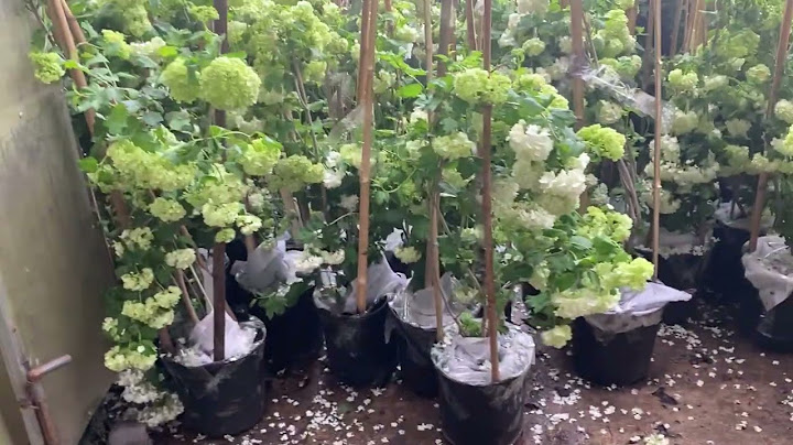 Hoa cẩm tú cầu giá bao nhiêu năm 2024