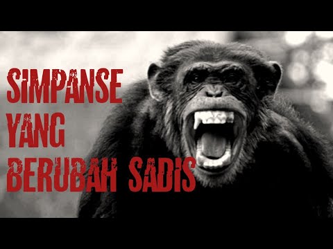 Video: Mengapa Travis si simpanse menyerang?