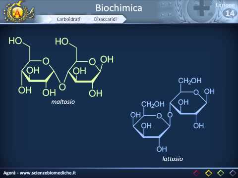 Biochimica strutturale: Carboidrati