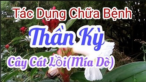 Cây Cát Lồi ( Mía Dò ) / Công Dụng chữa bệnh Thần Kỳ || @thiennhiencanh5295