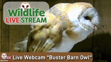 Live Stream Web Camera in a Barn Owl Nest box - made from a whisky barrel 🦉❤️🦉