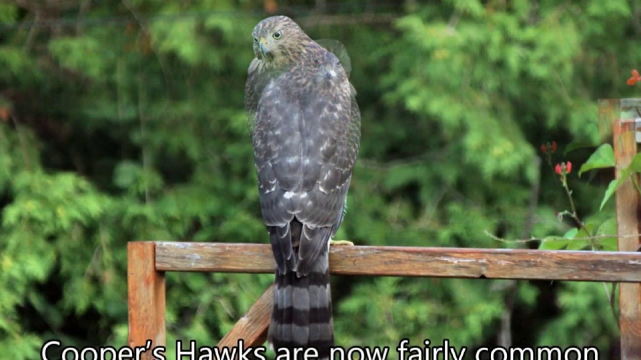 Coopers Hawks in Back Yard YouTube