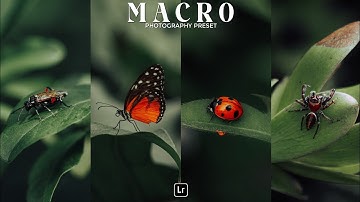 Macro Photography Preset | Lightroom Mobile Preset Free DNG | lightroom tutorial | lightroom preset