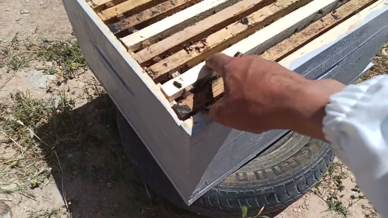 هل يمكن ان نجني العسل من طرود هذه السنة