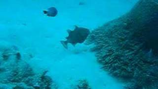 Triggerfish attack