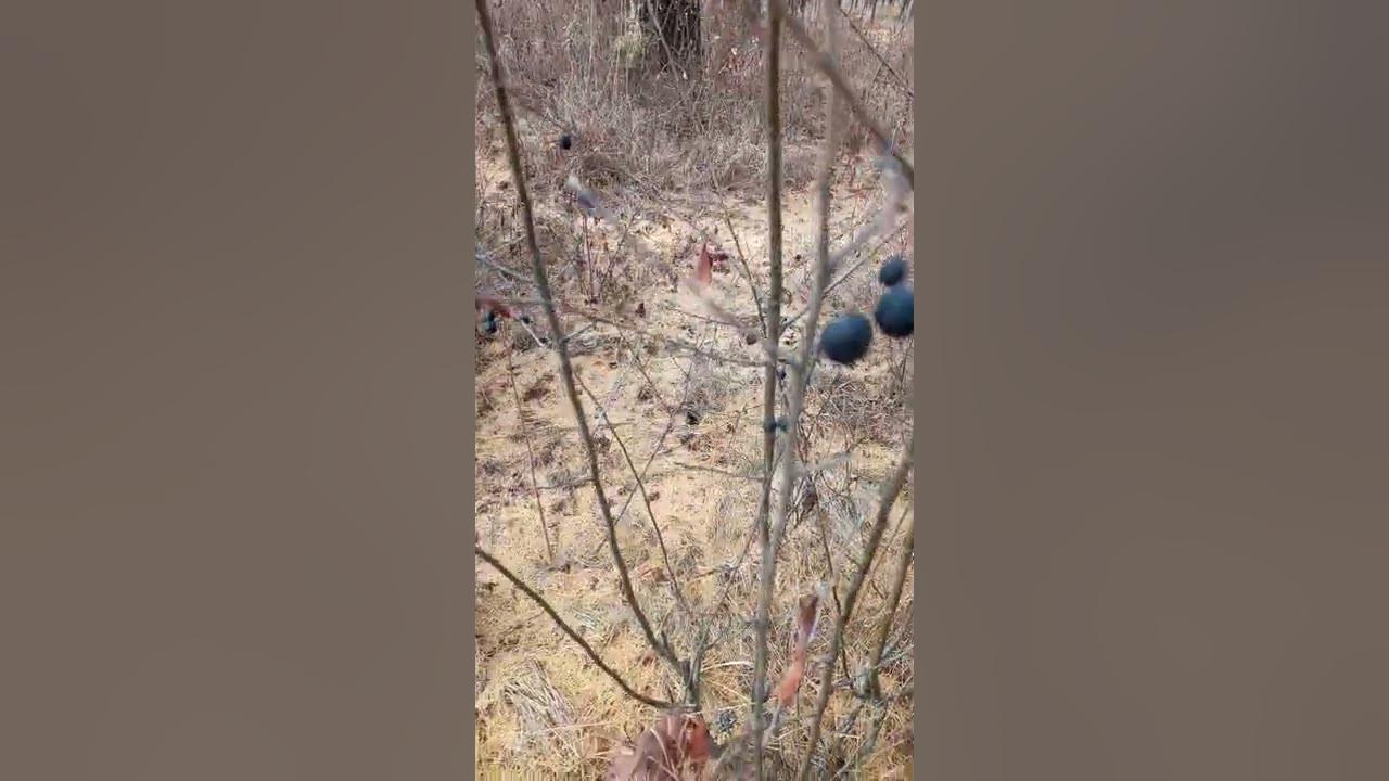 Чонын элэг үү? хэл үү? - YouTube