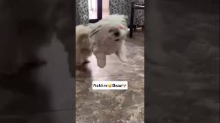 😂🫶#cutebaby #cutedog #dog #dogsofinstagram #pets #pubgmobile #funny #minivlog #minecraft