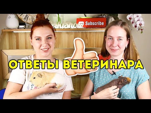 Видео: Морские свинки выносливее кроликов?