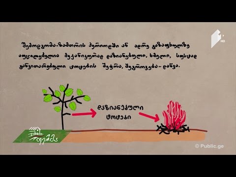 თხილის მავნებლები, დაავადებები და მათთან ბრძოლის მეთოდები - #ფერმერისსარჩევი