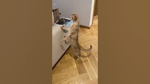 Video 4084181: animals cat pets abyssinian, colour cat, pet uk, domestic cat, breed