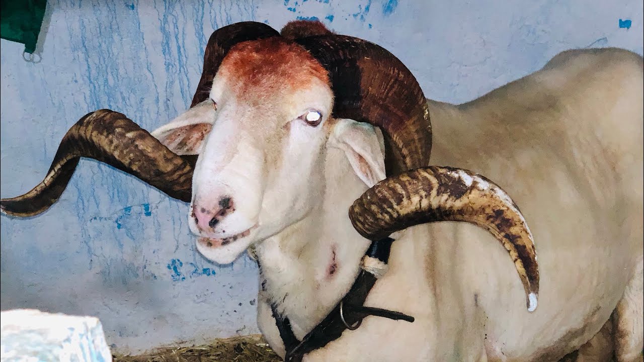 زيارة لمخزن سوق اهراس 🇩🇿 أكباش البطولة 🏆