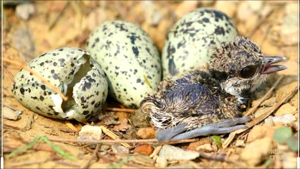 I found eggs in my yard | Red Wattled lapwing | incubator for chicken