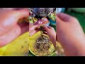 Repot Succulent With Fresh Soil #gardening