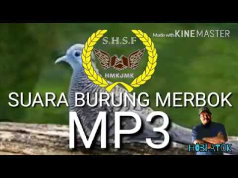 Suara Burung Merbok  MP3 terbaikk YouTube