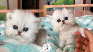 😺😍😘EPS2 Cutest Kitty Cats Videos Compilation 2022 Best Moments Of Cute Cat Kittens - CuteAnimalShare by CuteAnimalShare 2,153 views 2 years ago 11 minutes, 11 seconds