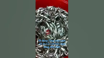 Đồng Tháp mùa nước nổi ăn lẩu Cá Linh Bông Điên Điển