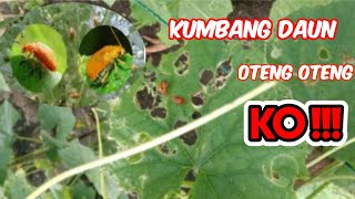 insektisida yang paling ampuh membasmi hama oteng-oteng/kumbang daun pada tanaman mentimun