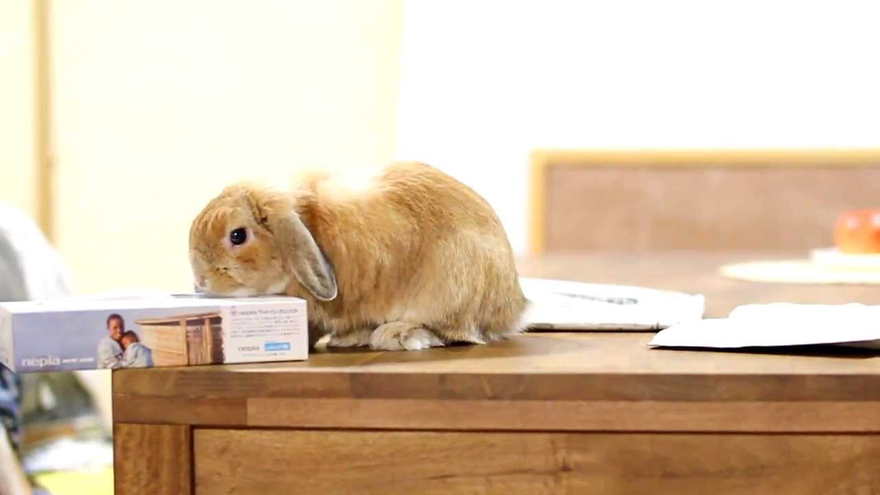 いたずらウサギ うさぎのチャップ Don T Get Into Mischief Youtube