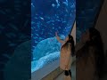 أكبر اكواريوم في العالم  فلوريا اسطنبول السباحة مع القرش😨🇹🇷🐋🐬🐳#اكسبلور #السياحة #turkey #اكسبلور