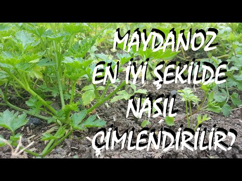 Video: İtalyan Maydanoz Otları - İtalyan Maydanozu Nasıl Yetiştirilir