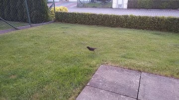 BlackBerry KEYone BE problem: microphone buzz