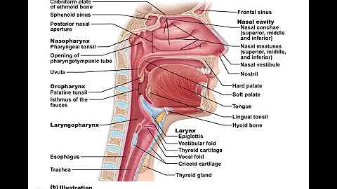 Chapter 22 Respiratory System Part1