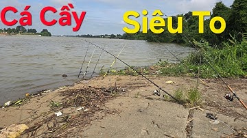 Câu cá sông Đồng Nai,  Bãi  câu sạch  đẹp. Lần đầu được  nhìn thấy  ""cá Cầy ""  to  khủng ......!