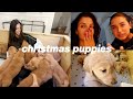 Christmas puppies &amp; productive cleaning my house VLOGMAS!