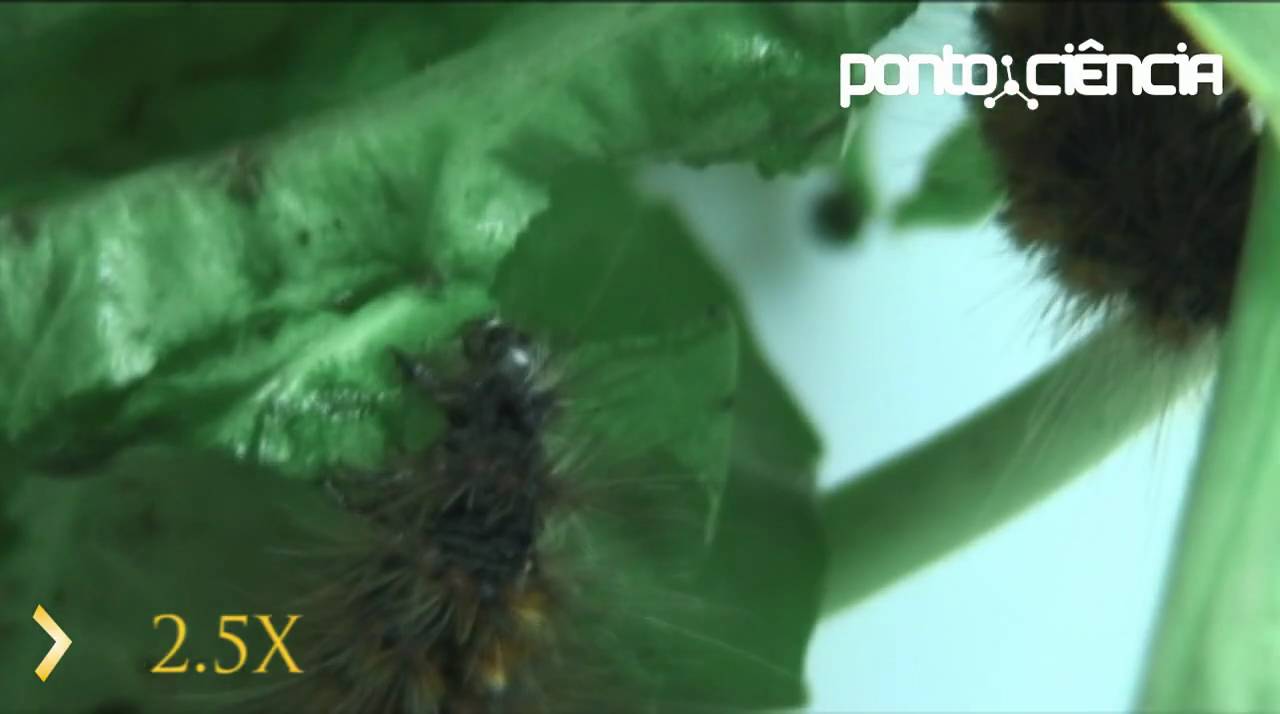 Pontociência Toda lagarta vira borboleta... ou mariposa YouTube Pontociência Toda lagarta vira borboleta... ou mariposa YouTube