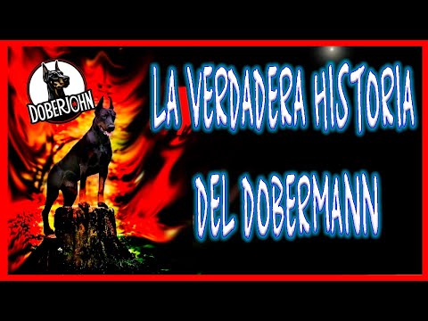 Video: La Historia Del Origen De La Raza De Perro Doberman